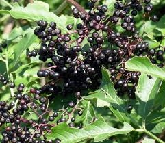 elderberry bush