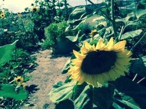 suzpicturesunflower